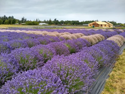 Sequim - Photo 2