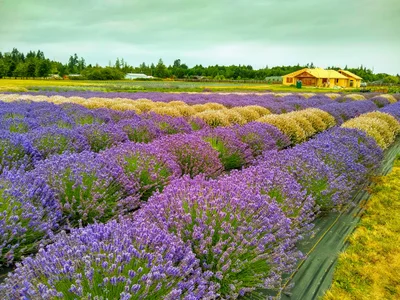 Sequim - Photo 3