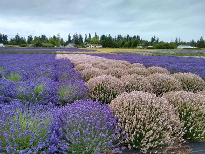 Sequim - Photo 4