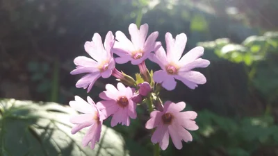 Besqaynar - Photo 3