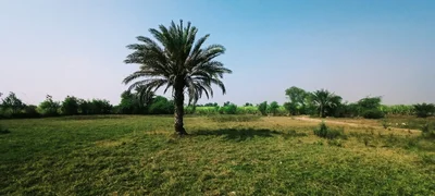Dera Ismail Khan - Photo 3