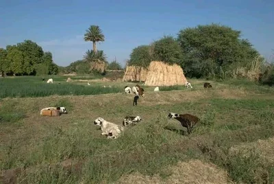 Dongola - Photo 3
