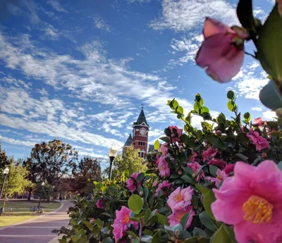 Auburn - Photo 3