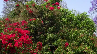 Musina - Photo 2