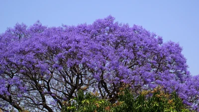 Musina - Photo 3