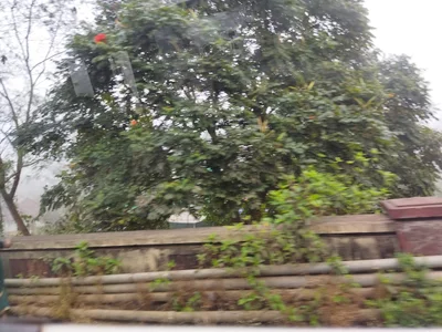 Panamaram - Photo 3