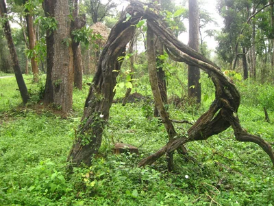 Panamaram - Photo 5