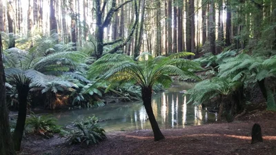 Beech Forest - Photo 2