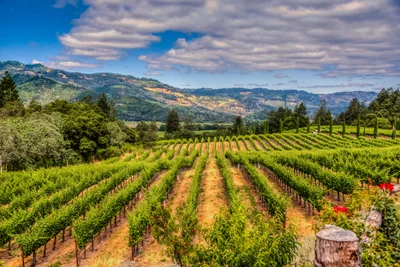 Napa - Photo 2