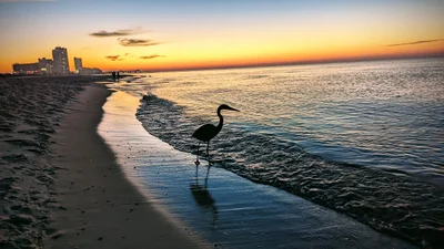 Orange Beach - Photo 5