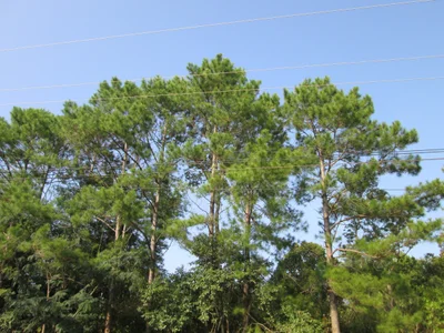 Samoeng - Photo 2