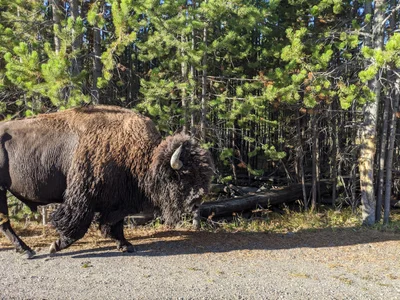 West Yellowstone - Photo 3