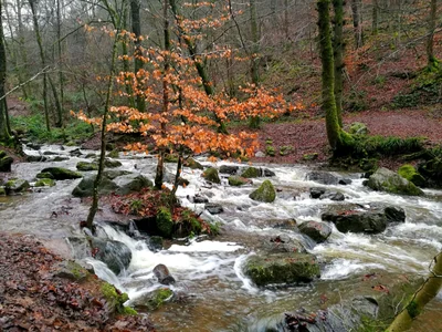 The Ardennes - Photo 2