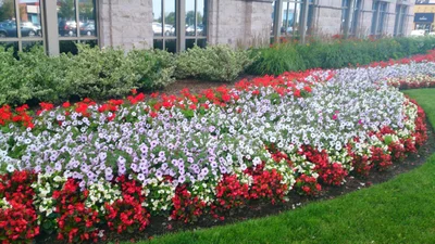 Brampton - Photo 4