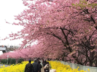 Miura-gun - Photo 5
