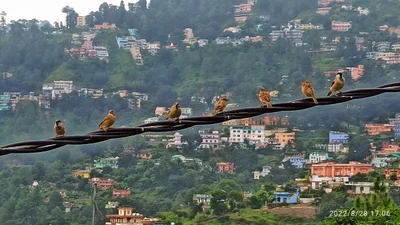 Almora - Photo 3