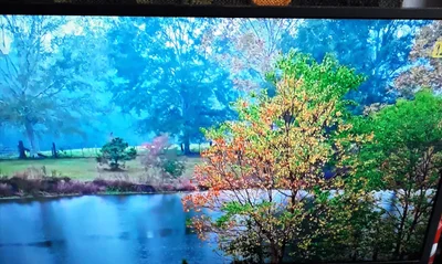 Laurel - Photo 4