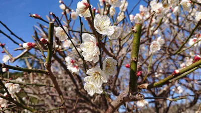 Minamata - Photo 2
