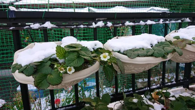 Minamata - Photo 5