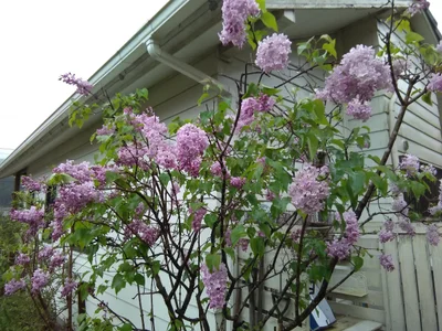 Ino - Photo 3
