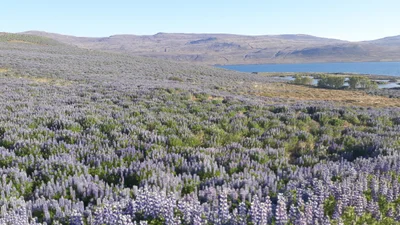 Westfjords Region - Photo 5