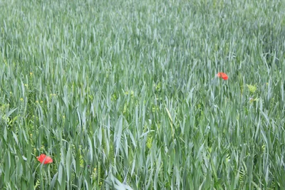 Ait Ouglif - Photo 5