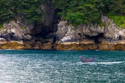 Kenai - Photo 4