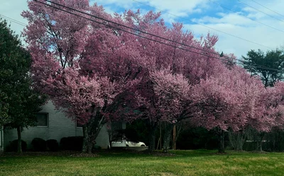 Hickory - Photo 2
