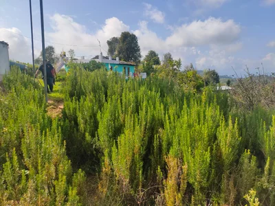 Champawat - Photo 5