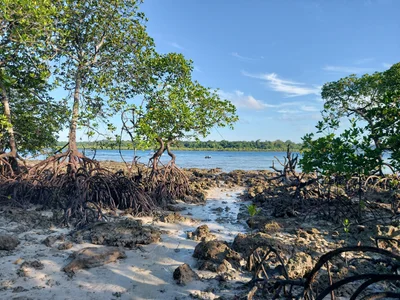 Havelock Island - Photo 2