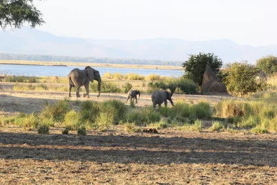 Mana Pools National Park - Photo 2