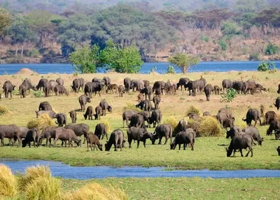 Mana Pools National Park - Photo 4