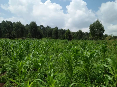 Ngong - Photo 2