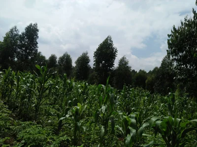 Ngong - Photo 3