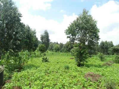 Ngong - Photo 5