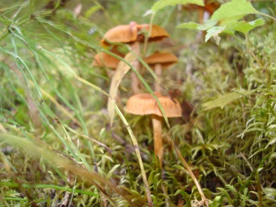 Soldotna - Photo 2
