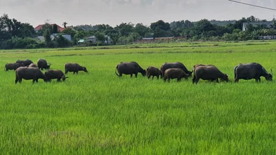 Phuoc Thuan - Photo 3
