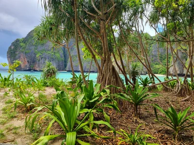 Ko Phi Phi Lee - Photo 4