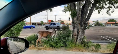 Carson City - Photo 4
