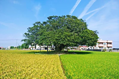 Zhutang Township - Photo 4