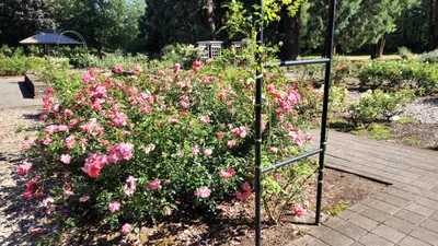 Corvallis - Photo 4