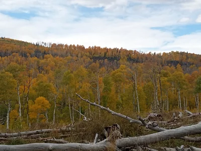 Cedar City - Photo 4