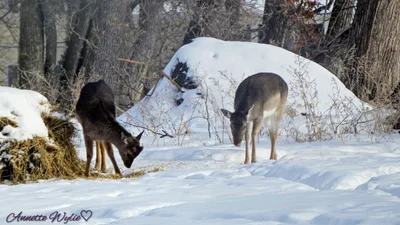 Portage la Prairie - Photo 5