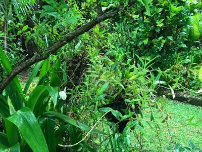 Bras-Panon - Photo 2