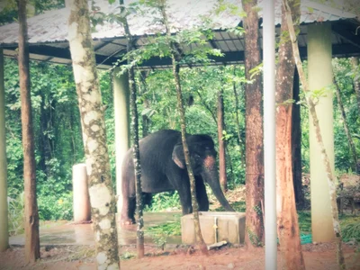 Kodanad - Photo 2