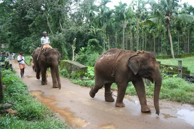 Kodanad - Photo 3