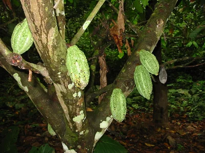 Tambopata - Photo 5