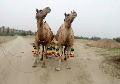 Khushab - Photo 5