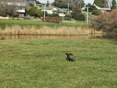 Deloraine - Photo 3