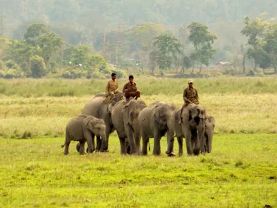 Kaziranga National Park - Photo 4